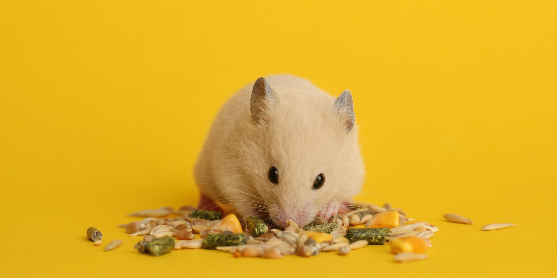 What Vegetables Can Hamsters Eat? A Comprehensive List